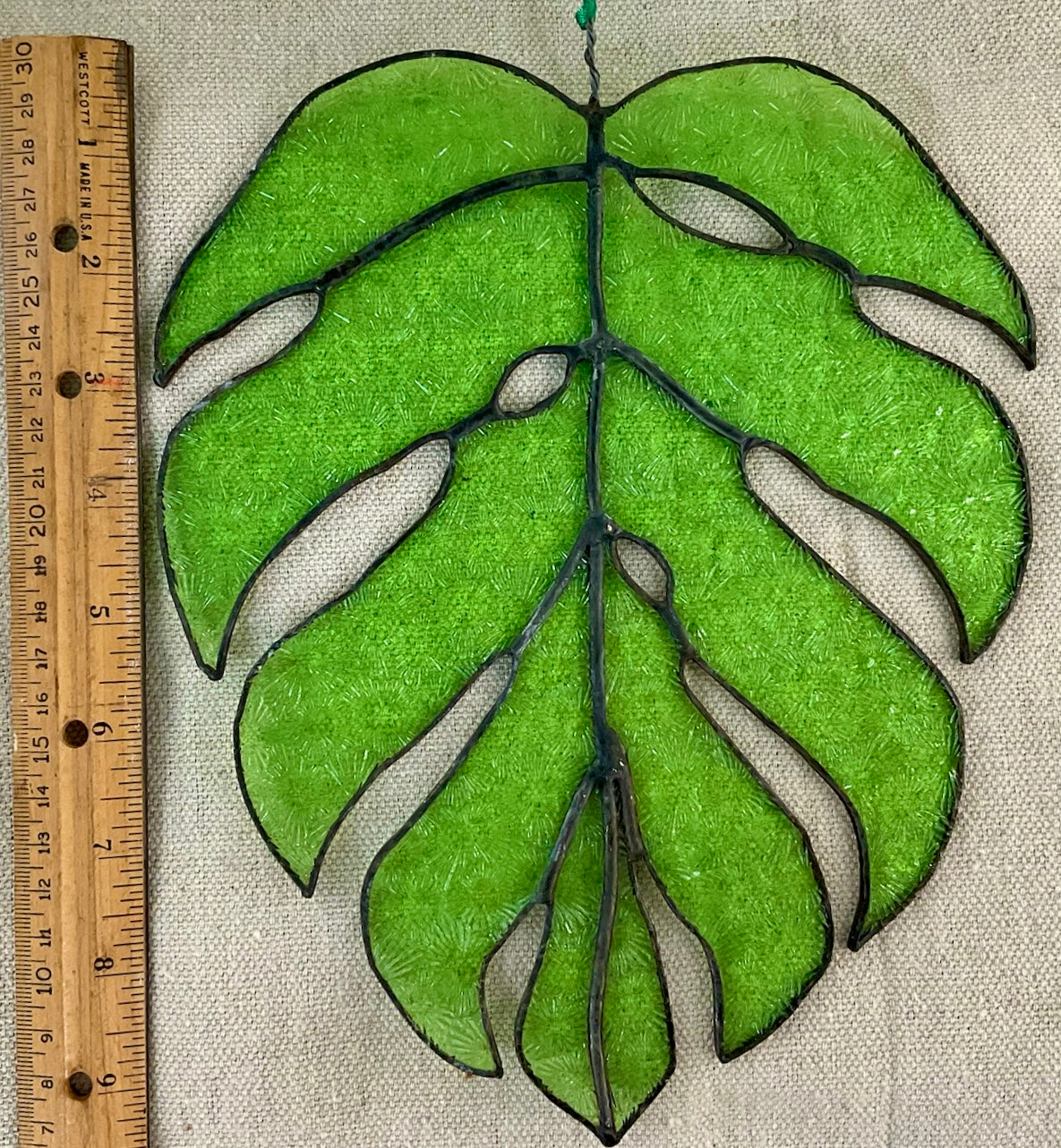 Monstera